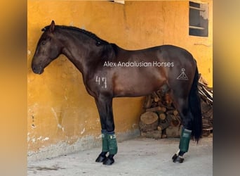 PRE Mestizo, Caballo castrado, 4 años, 166 cm, Castaño oscuro