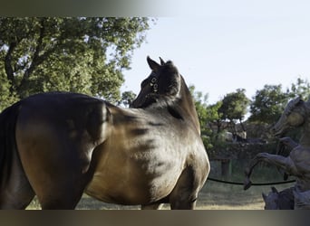 PRE Mestizo, Caballo castrado, 4 años, 166 cm, Musgo marrón