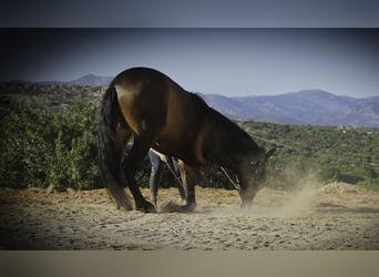 PRE Mestizo, Caballo castrado, 4 años, 166 cm, Musgo marrón