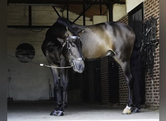 PRE Mestizo, Caballo castrado, 4 años, 166 cm, Musgo marrón