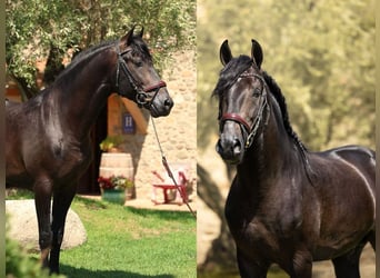 PRE Mestizo, Caballo castrado, 4 años, 166 cm, Negro