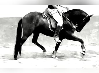 PRE Mestizo, Caballo castrado, 4 años, 166 cm, Negro