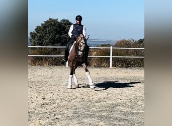 PRE, Caballo castrado, 4 años, 166 cm, Tordo