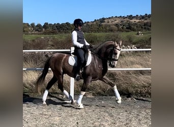 PRE, Caballo castrado, 4 años, 166 cm, Tordo