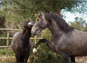 PRE, Caballo castrado, 4 años, 166 cm, Tordo