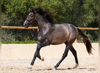 PRE, Caballo castrado, 4 años, 166 cm, Tordo