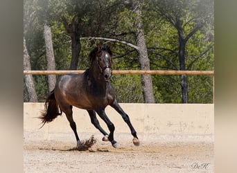 PRE, Caballo castrado, 4 años, 166 cm, Tordo