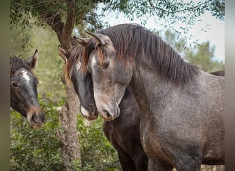PRE, Caballo castrado, 4 años, 166 cm, Tordo