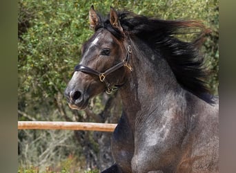 PRE, Caballo castrado, 4 años, 166 cm, Tordo