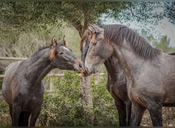 PRE, Caballo castrado, 4 años, 166 cm, Tordo