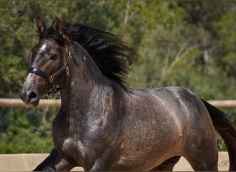 PRE, Caballo castrado, 4 años, 166 cm, Tordo