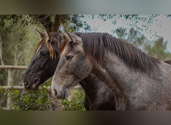 PRE, Caballo castrado, 4 años, 166 cm, Tordo