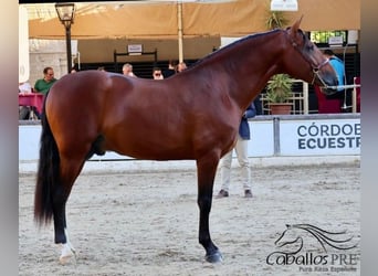 PRE, Caballo castrado, 4 años, 167 cm, Castaño