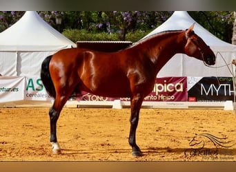 PRE, Caballo castrado, 4 años, 167 cm, Castaño