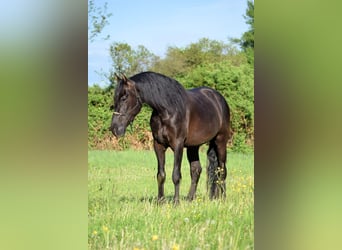 PRE Mestizo, Caballo castrado, 4 años, 167 cm, Negro