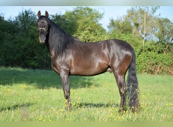 PRE Mestizo, Caballo castrado, 4 años, 167 cm, Negro