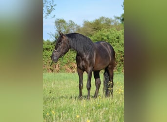 PRE Mestizo, Caballo castrado, 4 años, 167 cm, Negro