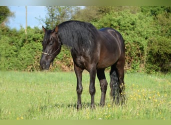 PRE Mestizo, Caballo castrado, 4 años, 167 cm, Negro