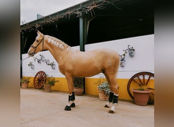 PRE Mestizo, Caballo castrado, 4 años, 167 cm, Palomino