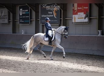 PRE Mestizo, Caballo castrado, 4 años, 167 cm, Tordo