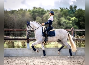 PRE Mestizo, Caballo castrado, 4 años, 167 cm, Tordo