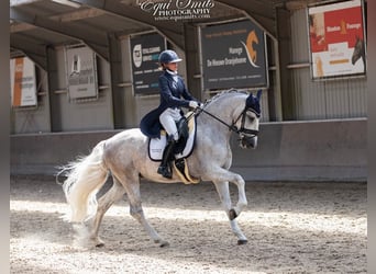 PRE Mestizo, Caballo castrado, 4 años, 167 cm, Tordo