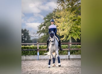 PRE Mestizo, Caballo castrado, 4 años, 167 cm, Tordo