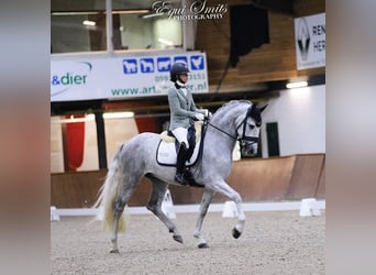 PRE Mestizo, Caballo castrado, 4 años, 167 cm, Tordo