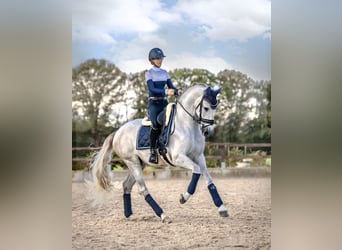 PRE Mestizo, Caballo castrado, 4 años, 167 cm, Tordo