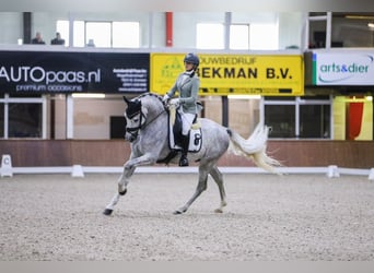 PRE Mestizo, Caballo castrado, 4 años, 167 cm, Tordo