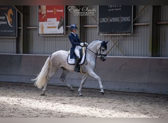 PRE Mestizo, Caballo castrado, 4 años, 167 cm, Tordo