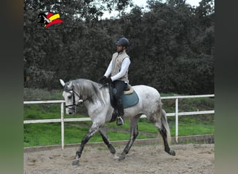 PRE, Caballo castrado, 4 años, 167 cm, Tordo rodado