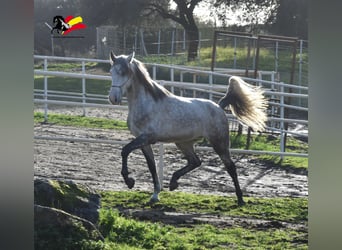 PRE, Caballo castrado, 4 años, 167 cm, Tordo rodado