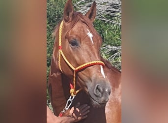 PRE Mestizo, Caballo castrado, 4 años, 168 cm, Alazán