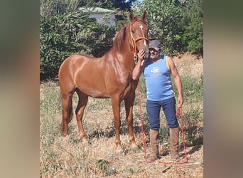 PRE Mestizo, Caballo castrado, 4 años, 168 cm, Alazán