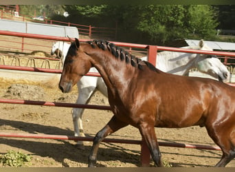 PRE Mestizo, Caballo castrado, 4 años, 168 cm, Castaño