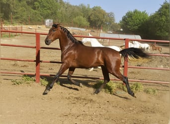 PRE Mestizo, Caballo castrado, 4 años, 168 cm, Castaño