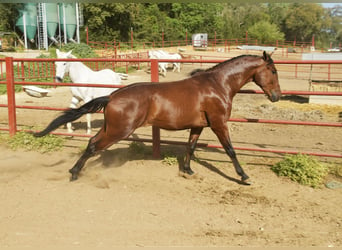 PRE Mestizo, Caballo castrado, 4 años, 168 cm, Castaño