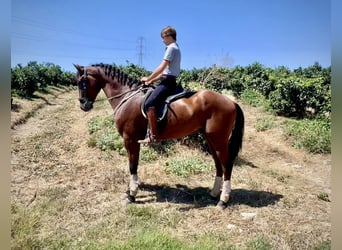 PRE Mestizo, Caballo castrado, 4 años, 168 cm, Castaño