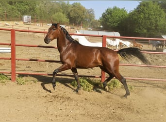 PRE Mestizo, Caballo castrado, 4 años, 168 cm, Castaño