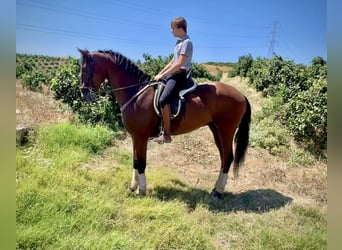 PRE Mestizo, Caballo castrado, 4 años, 168 cm, Castaño