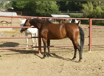 PRE Mestizo, Caballo castrado, 4 años, 168 cm, Castaño