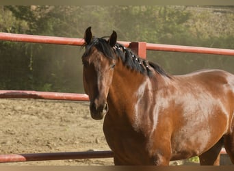 PRE Mestizo, Caballo castrado, 4 años, 168 cm, Castaño