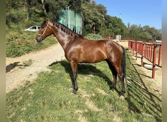 PRE Mestizo, Caballo castrado, 4 años, 168 cm, Castaño