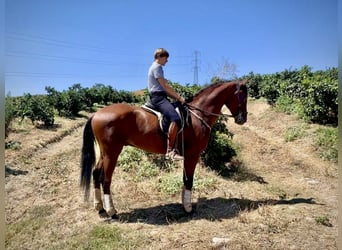 PRE Mestizo, Caballo castrado, 4 años, 168 cm, Castaño