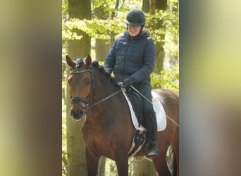 PRE Mestizo, Caballo castrado, 4 años, 168 cm, Castaño