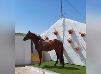 PRE Mestizo, Caballo castrado, 4 años, 168 cm, Castaño