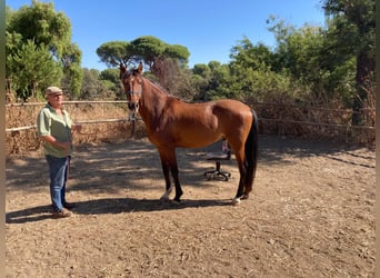 PRE Mestizo, Caballo castrado, 4 años, 168 cm, Castaño