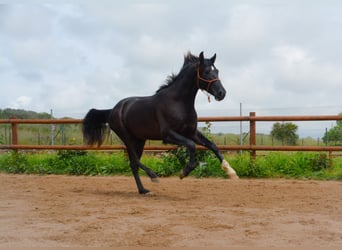 PRE, Caballo castrado, 4 años, 168 cm, Negro