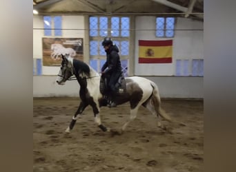 PRE Mestizo, Caballo castrado, 4 años, 168 cm, Pío